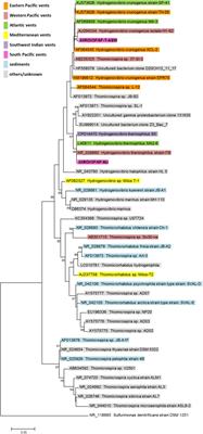 Characterization of Two Hydrogen-Oxidizing Hydrogenovibrio Strains From Kermadec Volcanic Island Arc Hydrothermal Vents